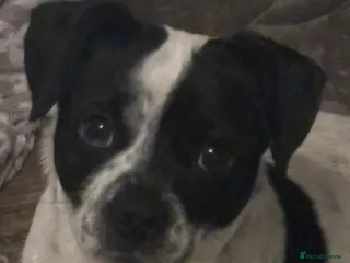 Jug dogs Needs a new loving home. - Advert 1