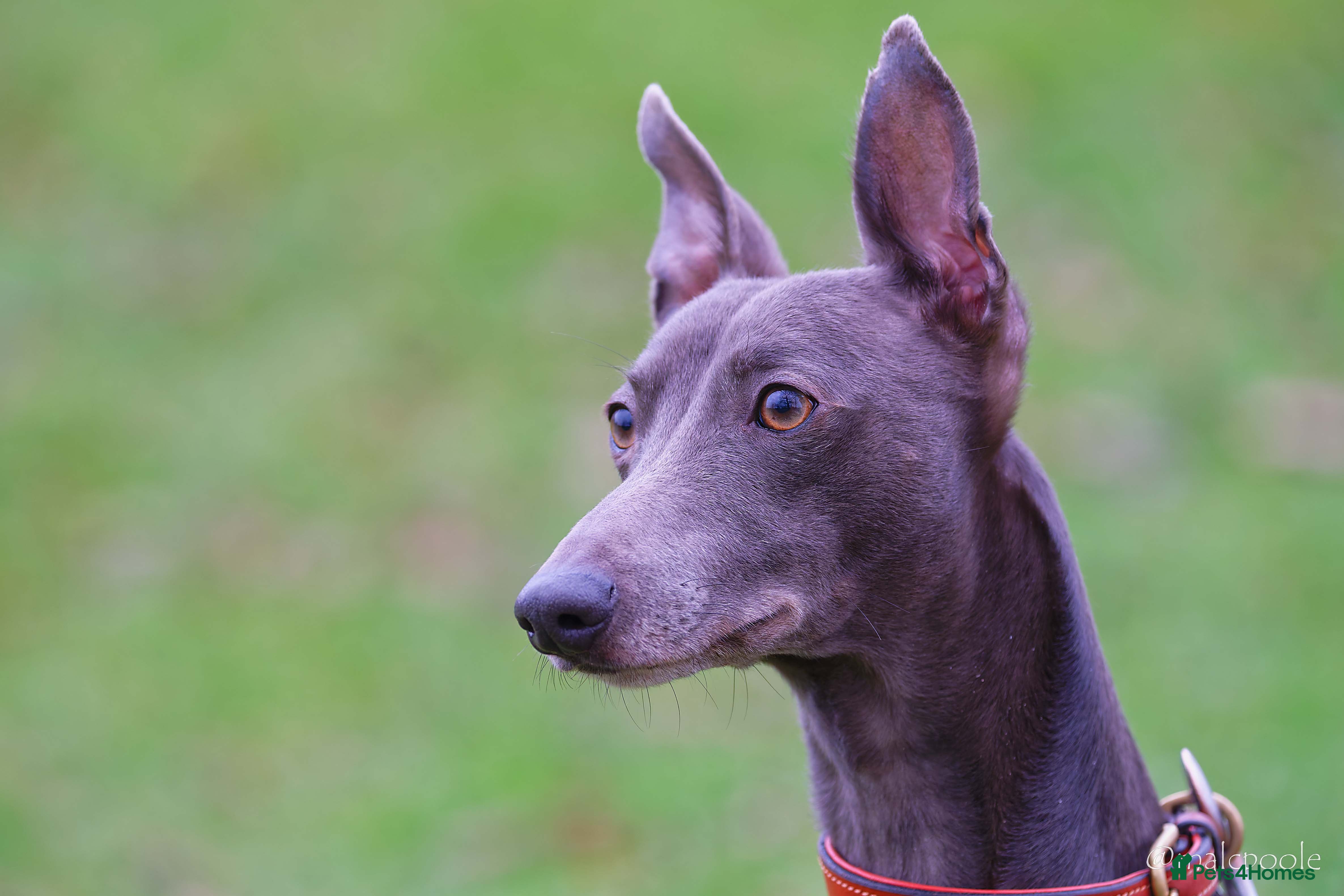 Whippet dogs Proven KC registered blue whippet for stud - Advert 3