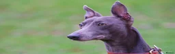 Whippet dogs for stud: Proven KC registered blue whippet for stud in Doncaster - Advert 2