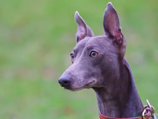 Whippet dogs Proven KC registered blue whippet for stud - Advert 3