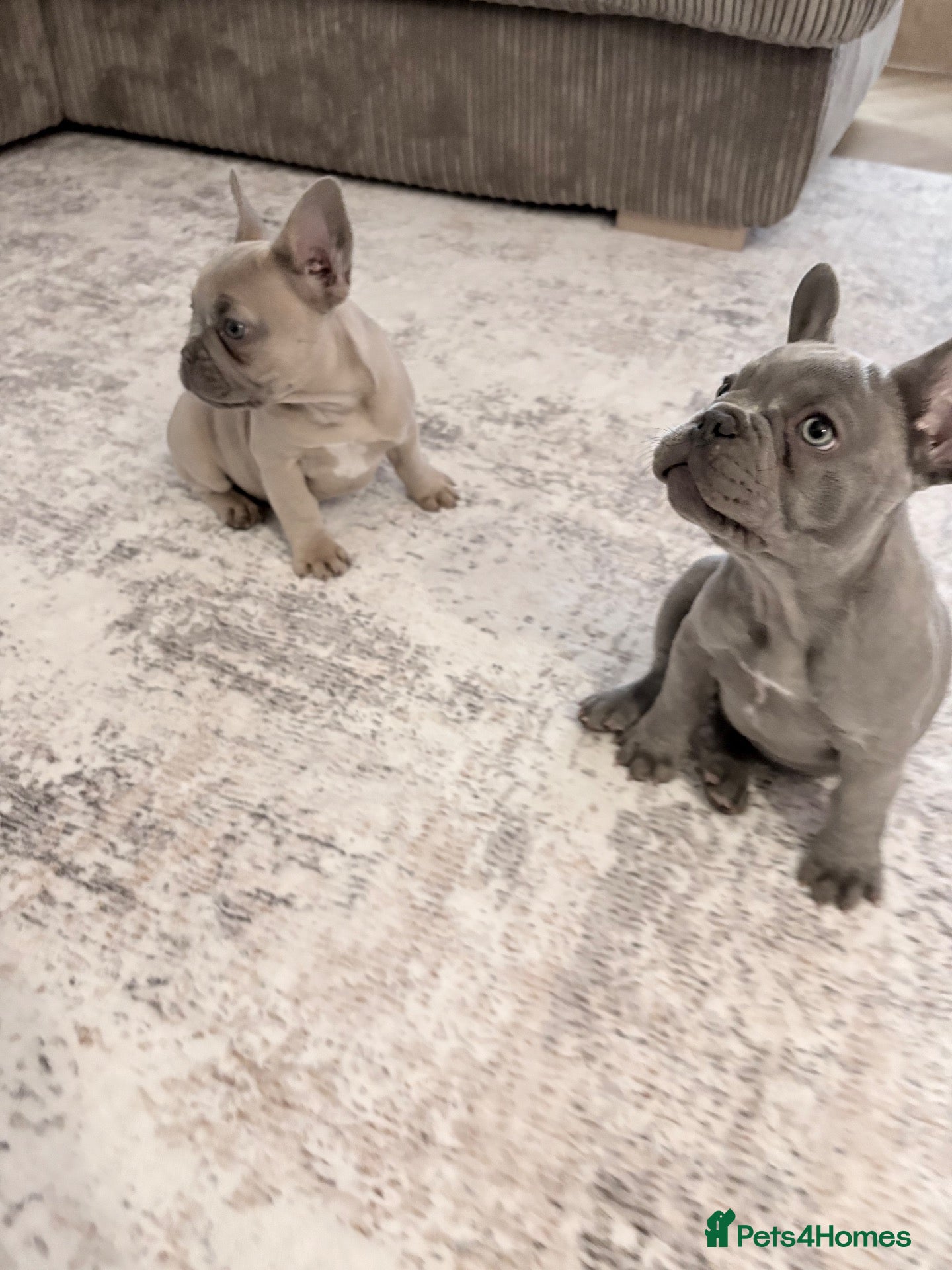 French Bulldog dogs Beautiful Girl French Bulldogs  - Advert 8