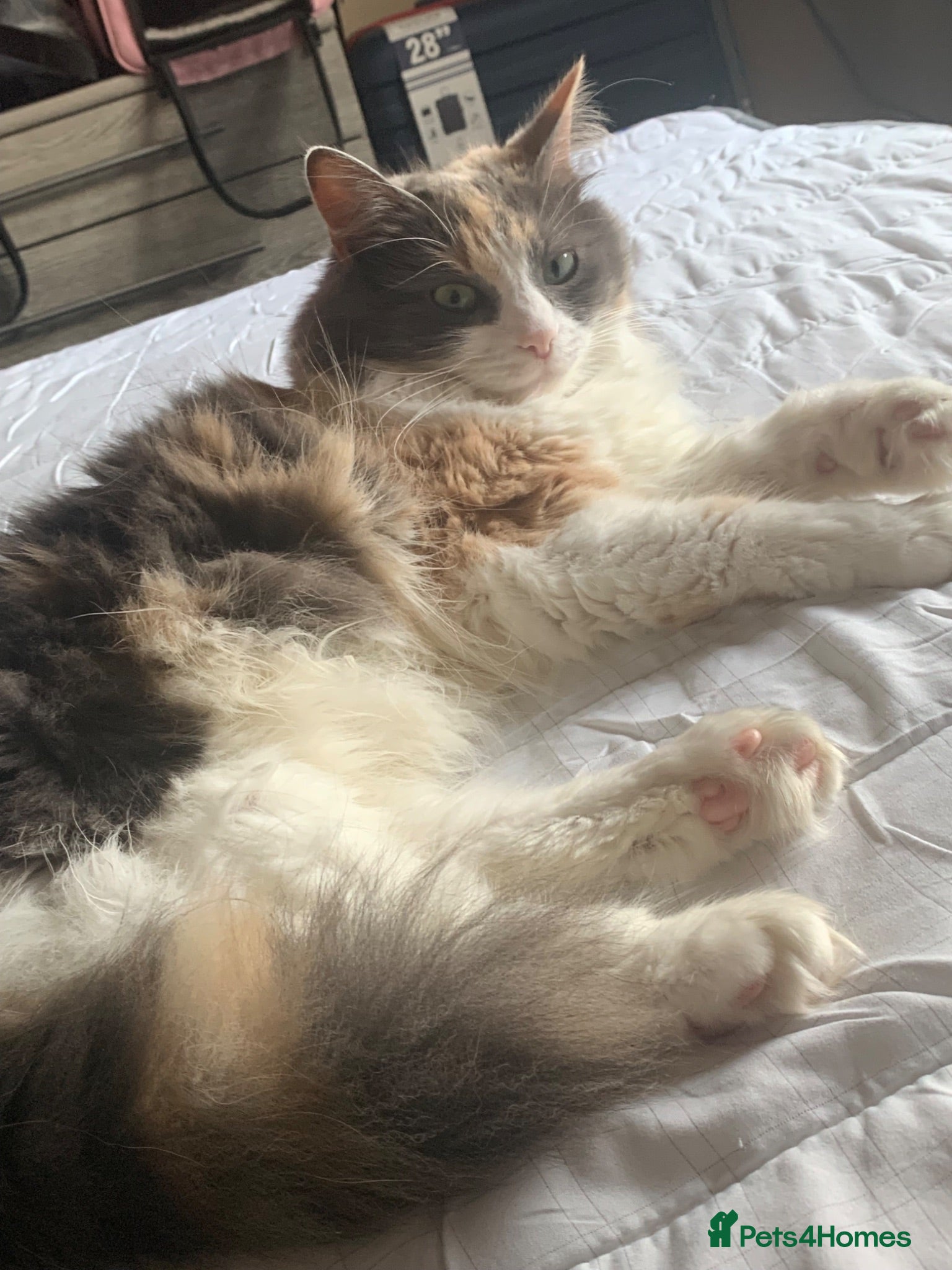 Mixed Breed cats 6 year old female long haired cat - Advert 13