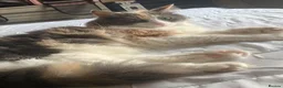 Mixed Breed cats for sale: 6 year old female long haired cat - Advert 1