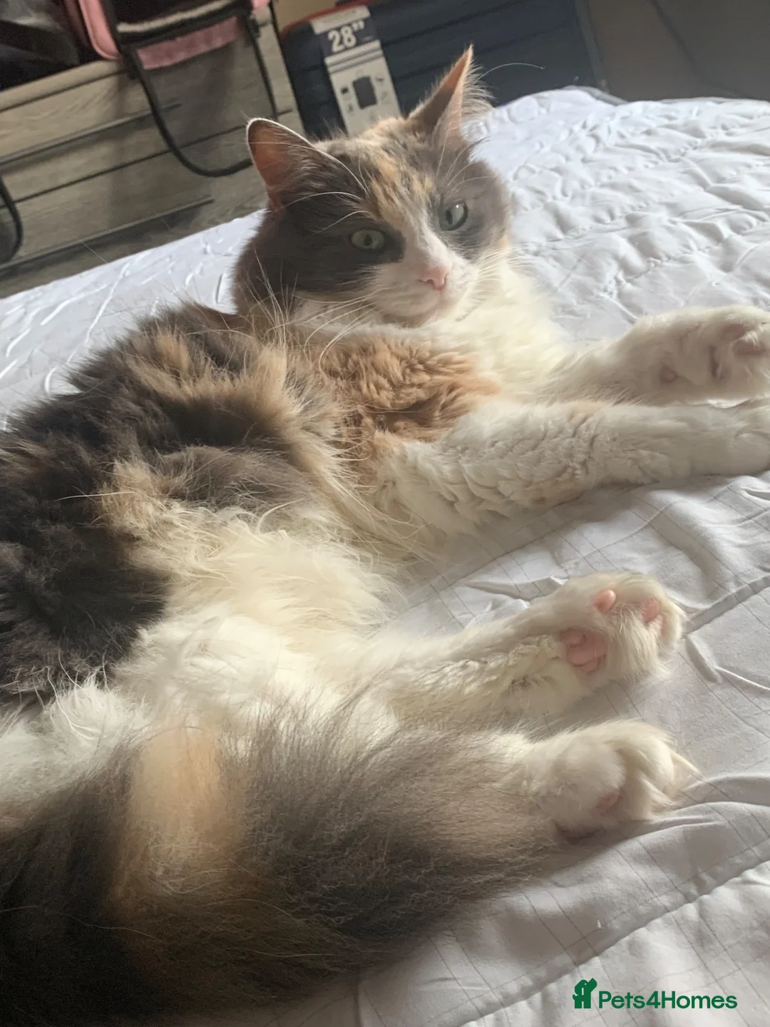 Mixed Breed cats for sale: 6 year old female long haired cat - Advert 1