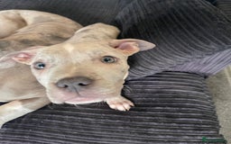 American Bully dogs for sale: Standard bully puppies ready to go - Image 8