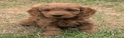 Cockapoo dogs for sale: Licensed breeder, health tested F1 cockapoo pups - Advert 23
