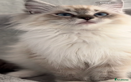 Ragdoll cats for stud: TICA stunning active boy for stud/Blood A - Image 4