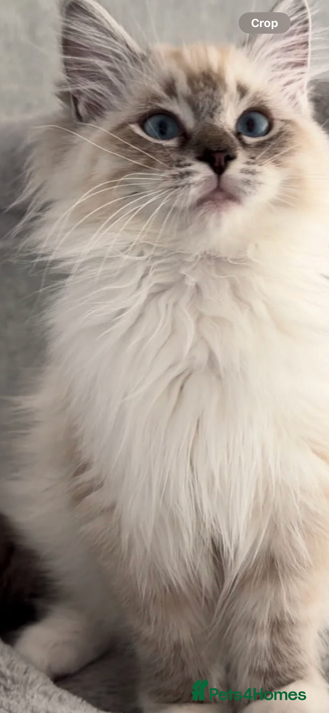 Ragdoll cats for stud: TICA stunning active boy for stud/Blood A - Image 4