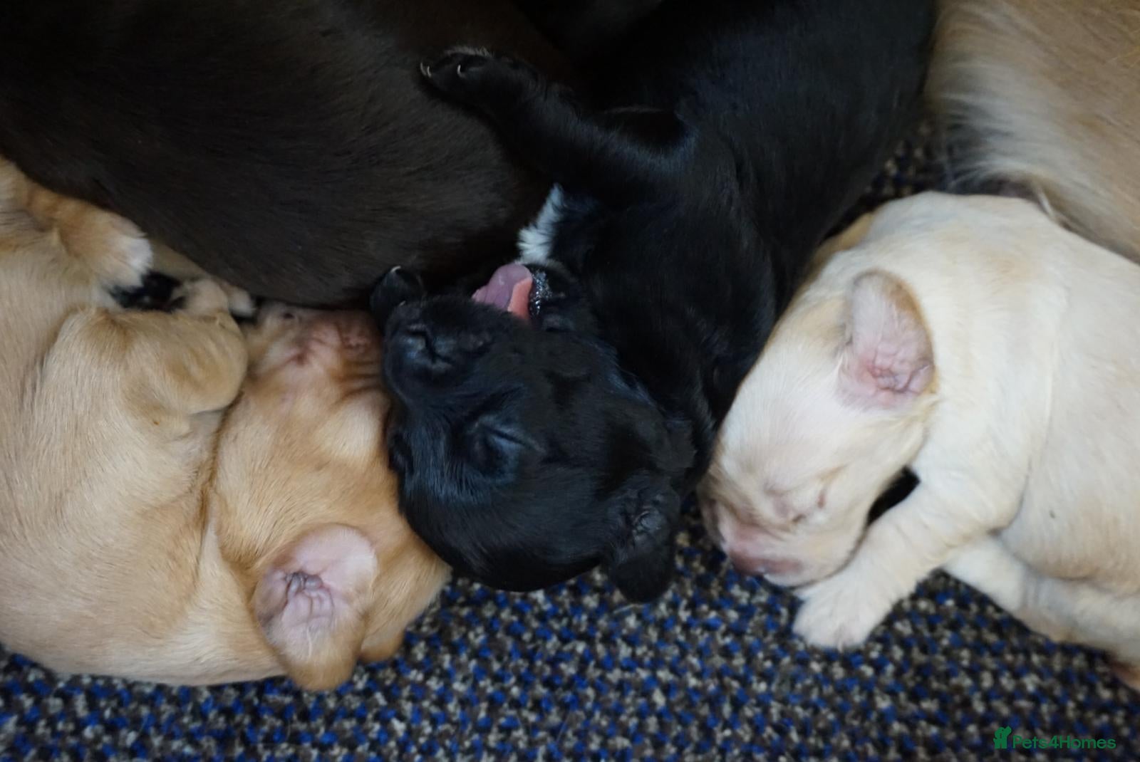 Cocker Spaniel dogs for sale: Cocker Spaniel puppies in Diss - Advert 16