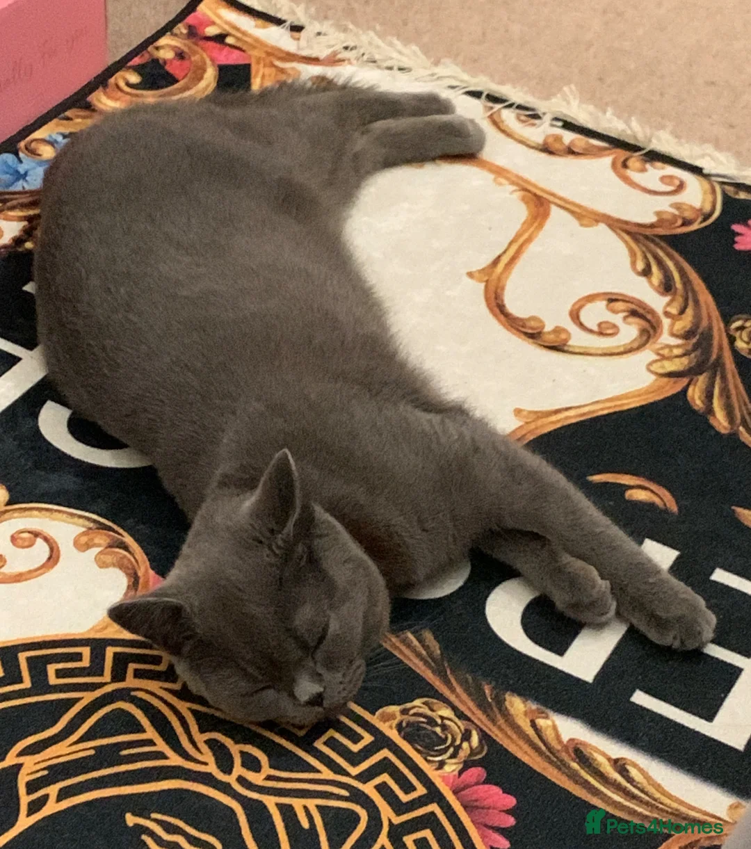 British Shorthair cats for sale: URGENT! British Shorthair to Rehome in Hayes - Advert 2