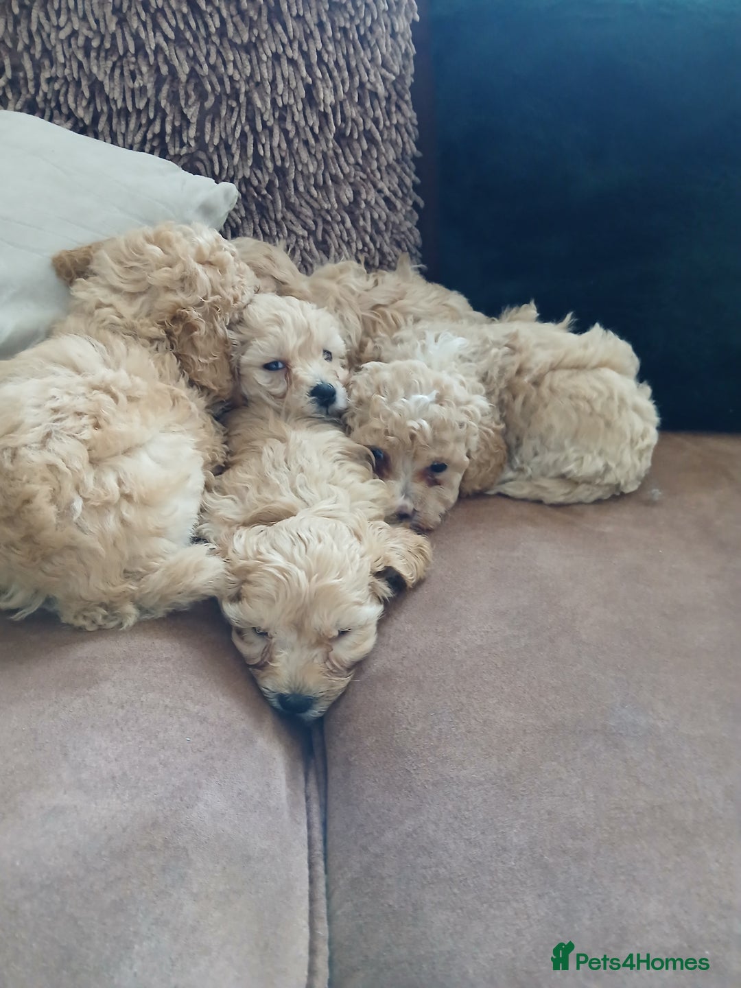 Maltipoo dogs for sale: Maltypoo pups - Advert 18