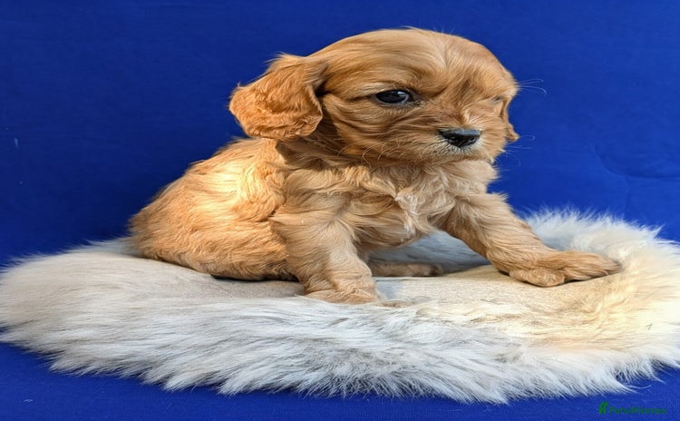 Cavalier King Charles Spaniel dogs - Advert 1
