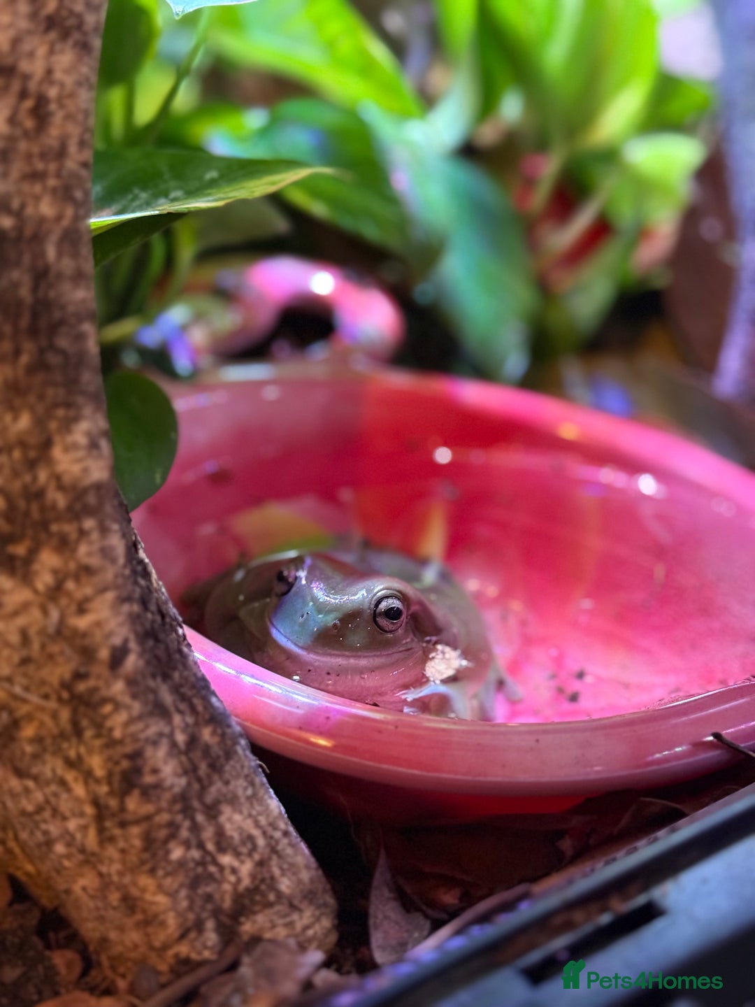 Frog reptiles for sale: Whites tree frogs with bioactive set up  - Image 6