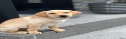 Labrador Retriever dogs for sale: 2 male Labradors - Advert 10