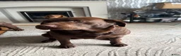 Labrador Retriever dogs for sale: Beautiful Chocolate Puppies are now ready to view. - Advert 6