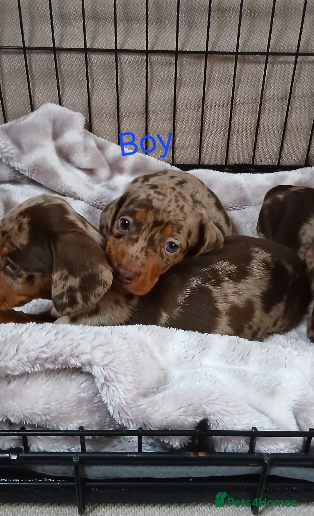 Miniature Dachshund dogs for sale: PRA, STUNNING MINIE'S READY NOW  - Advert 22
