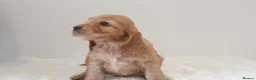 Cocker Spaniel dogs for sale: Show line K.C Cocker Spaniel Puppies  - Advert 26