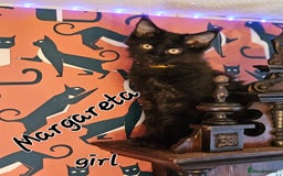 Maine Coon cats for sale: Pure breed Maine Coons Kittens  - Image 11