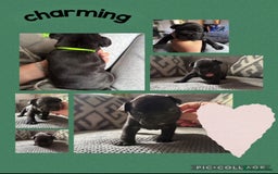 French Bulldog dogs for sale: 2 beautiful litters of French bulldog puppies - Image 3
