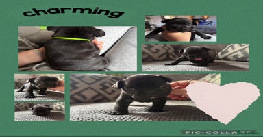 French Bulldog dogs - Advert 3