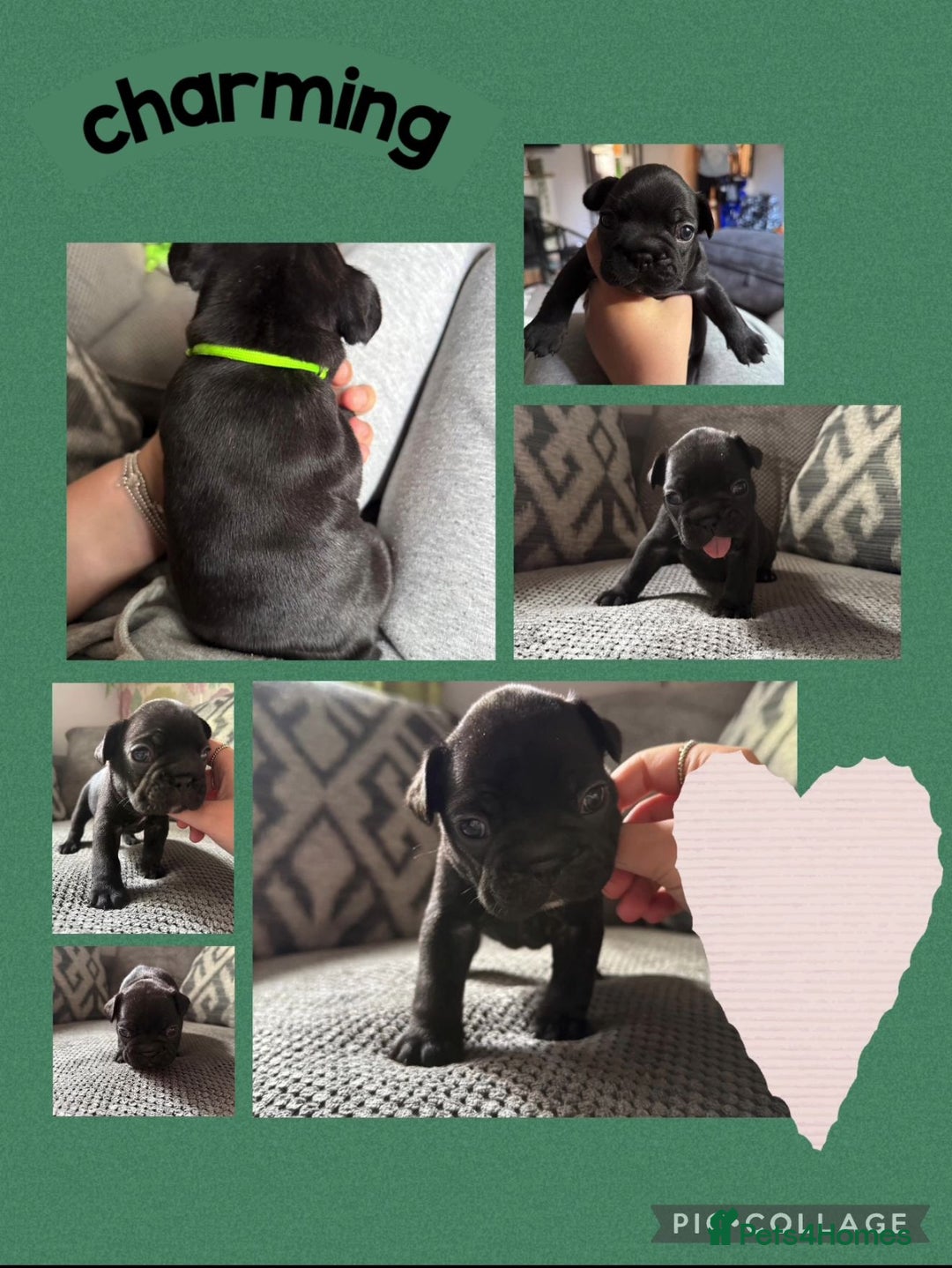 French Bulldog dogs for sale: 2 beautiful litters of French bulldog puppies - Image 3