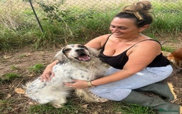 English Setter dogs for adoption: Yaco  - Image 3