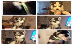 Siberian Husky dogs for sale: Siberian husky puppy’s for sale  - Advert 23