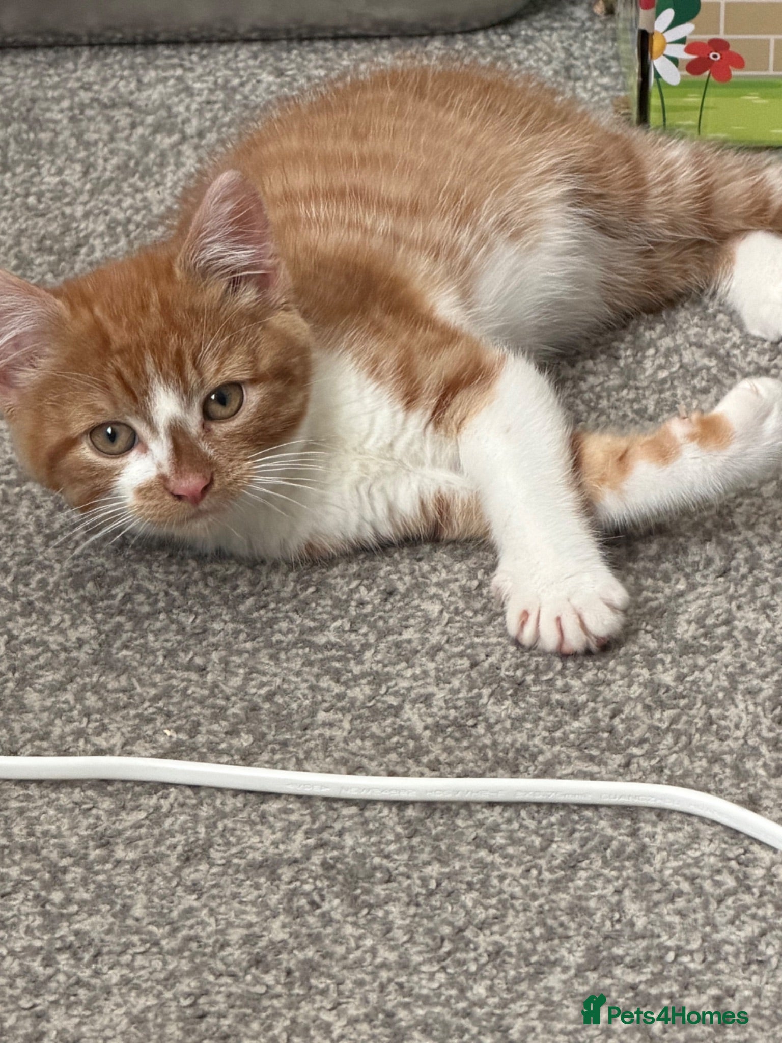Mixed Breed cats 2 male ginger kittens looking for forever homes  - Advert 1