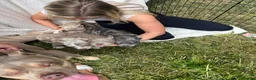 American Bully dogs for stud: 🐾BUGZY ABKC/PEDIGREE/PROVEN STUD🐾 in Pontefract - Advert 25