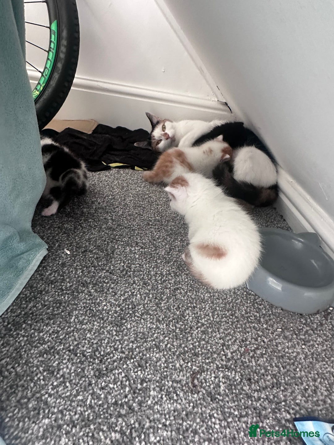 Mixed Breed cats for sale: Fluffy kittens  - Advert 10
