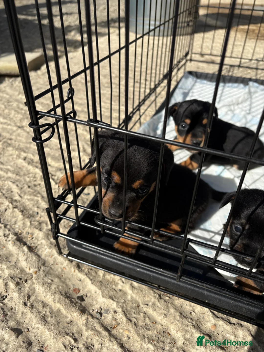 Mixed Breed dogs for sale: Lakeland / patterdale x jack Russell puppies  in Orpington - Advert 7