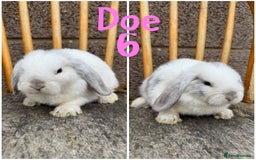 Mini Lop rabbits for sale: Pure breed mini lop male and female  - Image 6