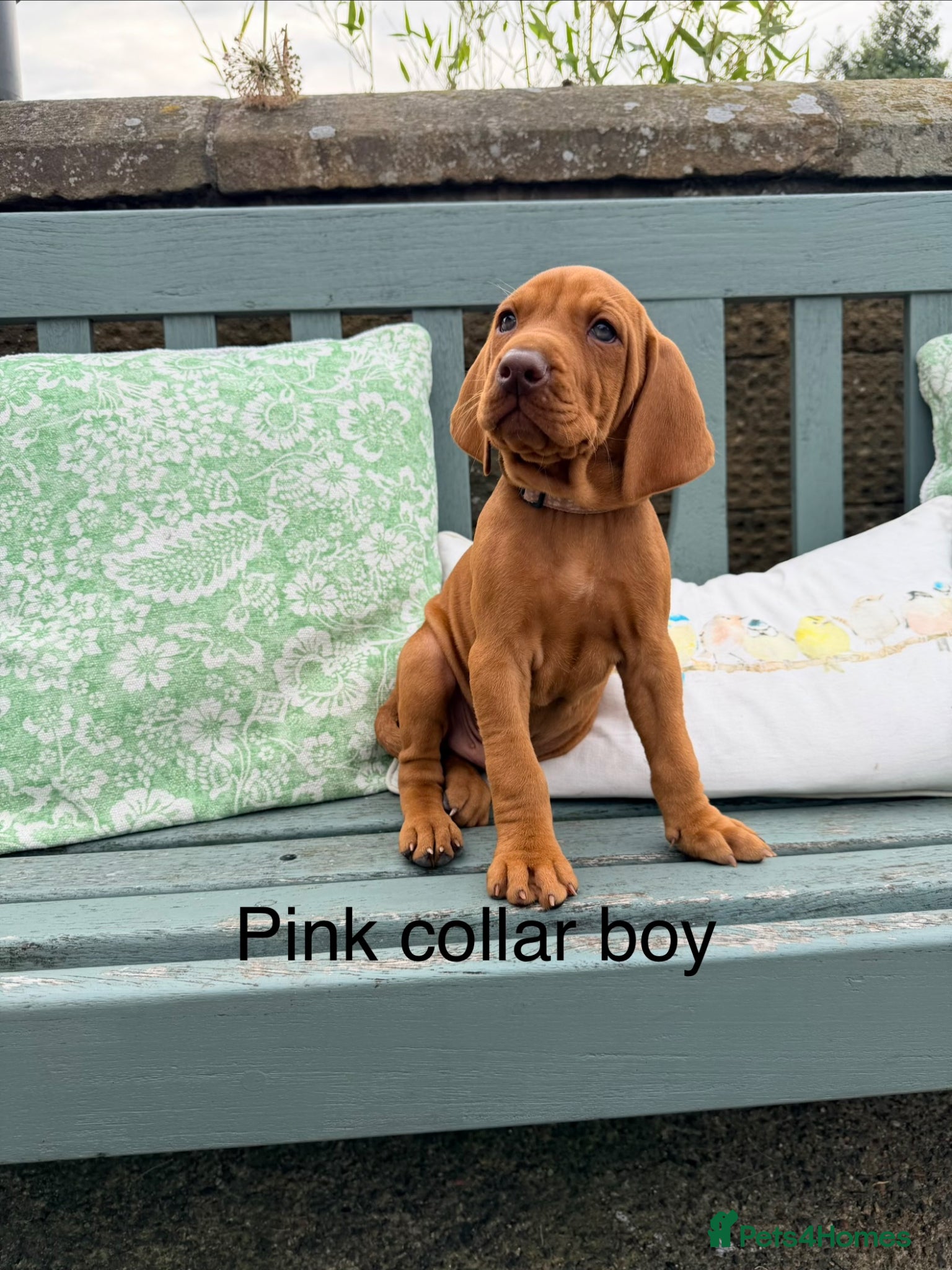 Hungarian Vizsla dogs !!READY TUESDAY!!! Beautiful KC Reg. Vizsla Pups - Advert 1