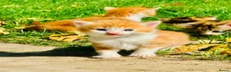 Mixed Breed cats for sale: Mixed breed kittens - Advert 23