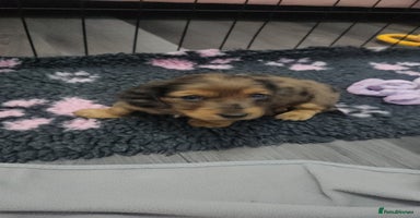 Miniature Dachshund dogs Long haired miniature dauchands - Advert 12