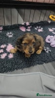 Miniature Dachshund dogs Long haired miniature dauchands - Advert 9