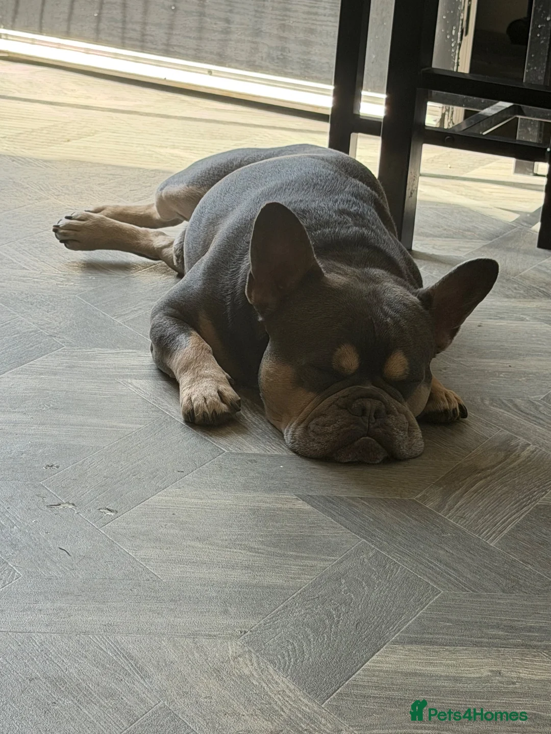 French Bulldog dogs for stud: French bulldog for stud - Advert 2