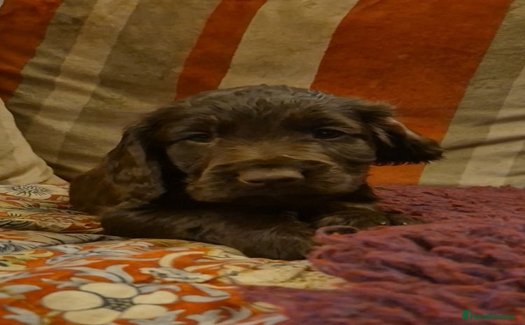 Cocker Spaniel dogs - Advert 10