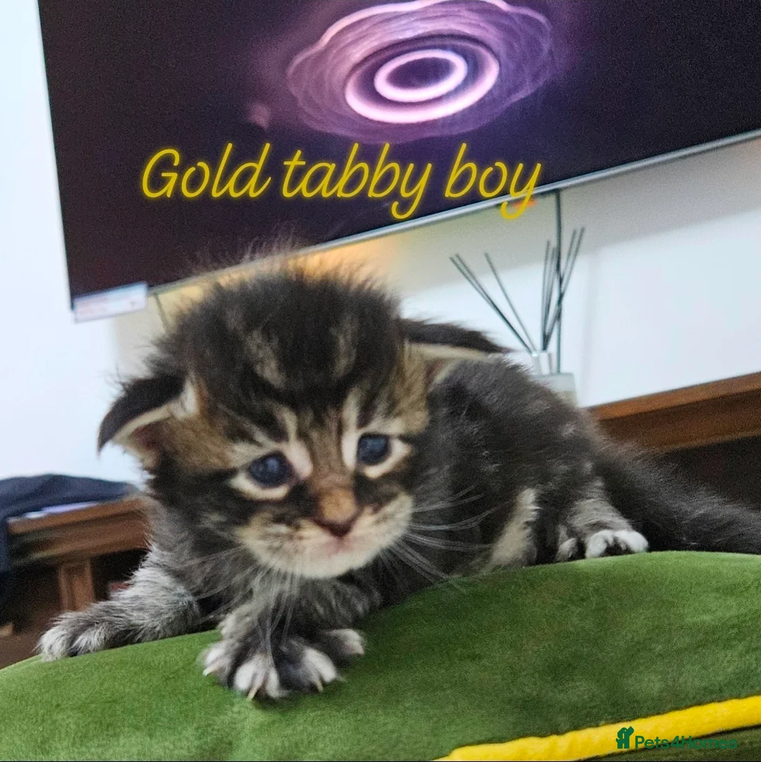Maine Coon cats for sale: Giant Maine Coon  - Advert 20
