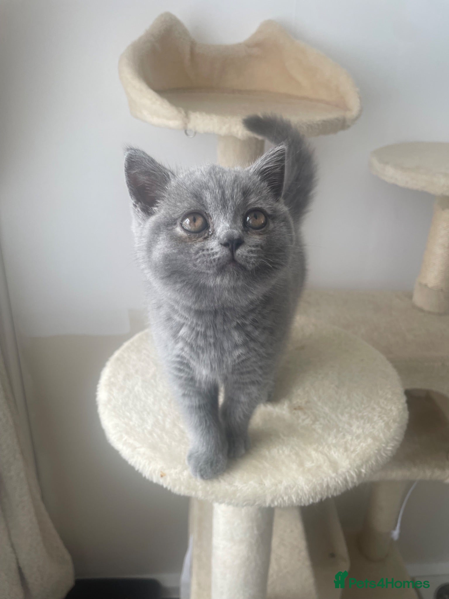 British Shorthair cats British shorthairs!  - Advert 12