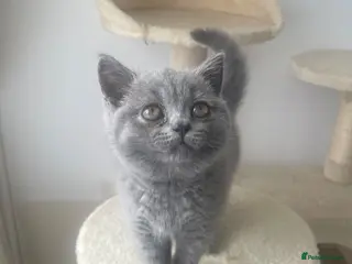 British Shorthair cats British shorthairs! - Advert 12