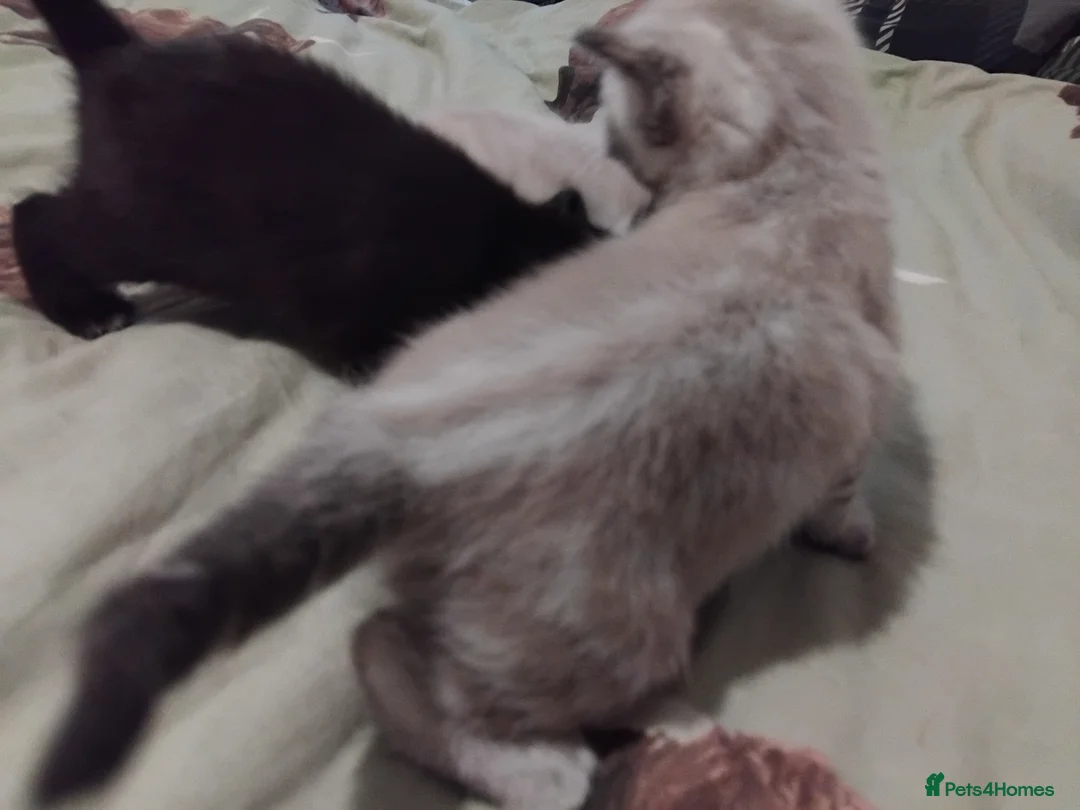 British Shorthair cats for sale: kittens for sale  - Advert 2