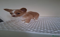 Chihuahua dogs for sale: Fawn/white Parti female longhaired Chihuhua  - Image 2