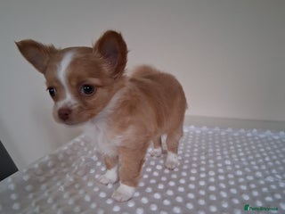 Chihuahua dogs - Advert 7