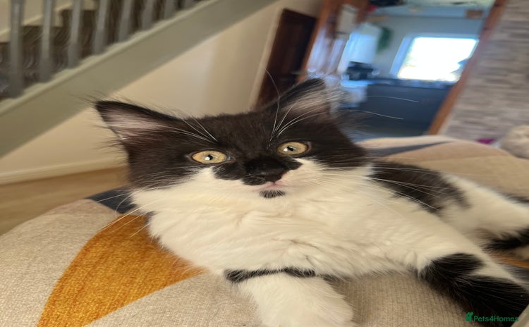 British Longhair cats - Advert 1
