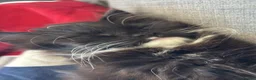 Mixed Breed cats for sale: Cat for sale London in London - Advert 11