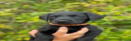 Labrador Retriever dogs for sale: Cornerdray - Working Labrador Retriever Puppies - Advert 8