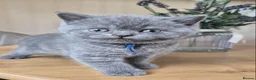 British Shorthair cats for sale: Purebred british shorthair kittens in Wigton - Advert 31