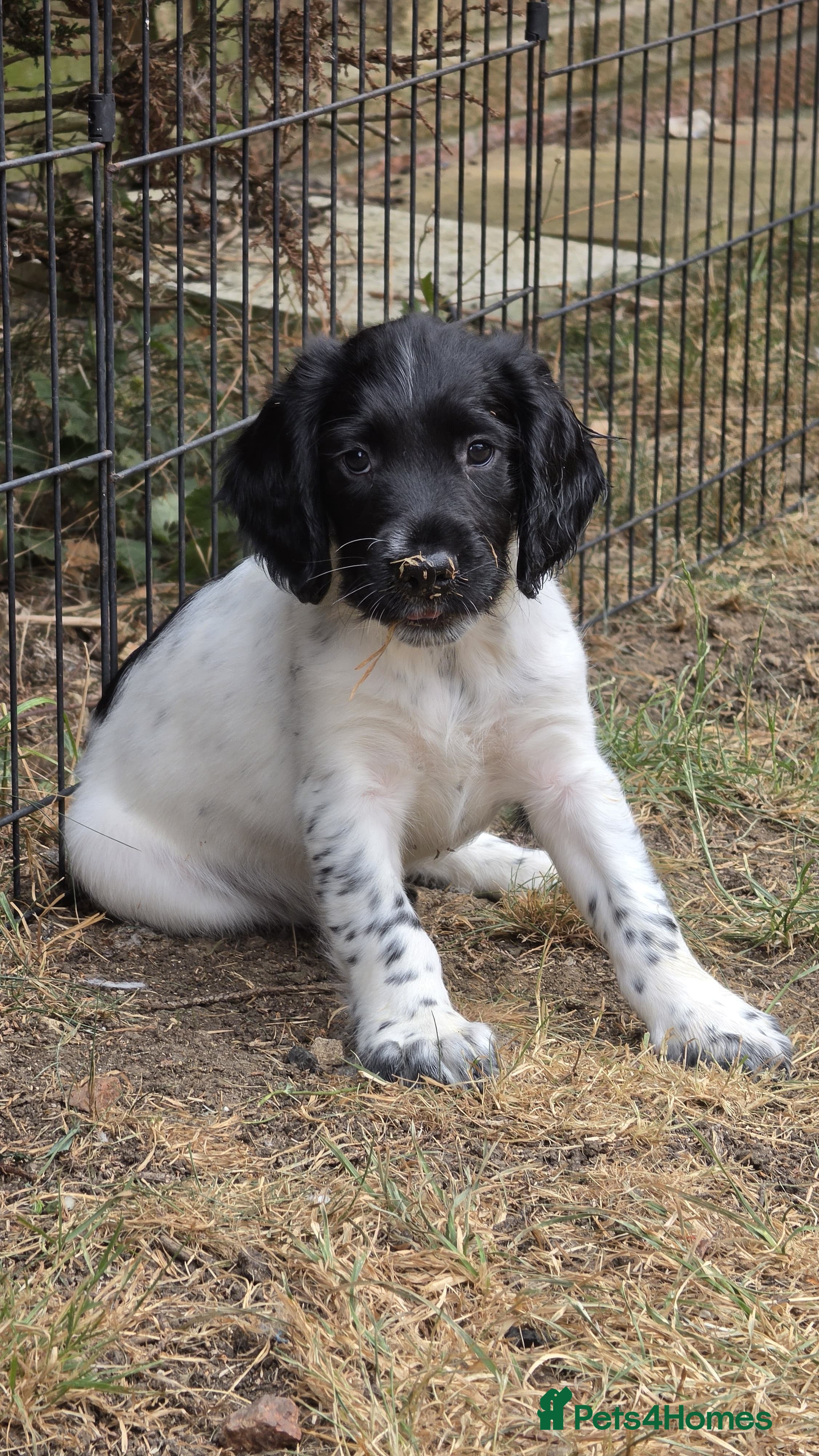 English Springer Spaniel dogs Ready Now - KC Working Springer Spaniel Puppies - Advert 2
