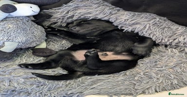 Labrador Retriever dogs - Advert 8